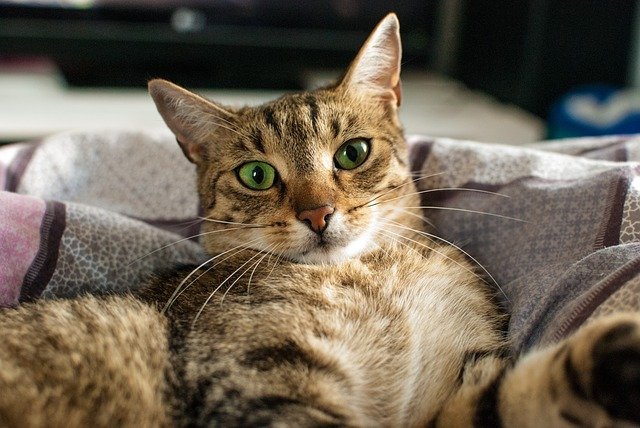 male-chill-cat-names