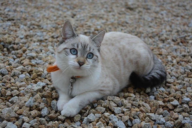female-chill-cat-names