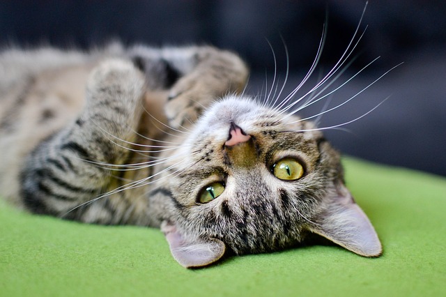 unique-chill-cat-names01