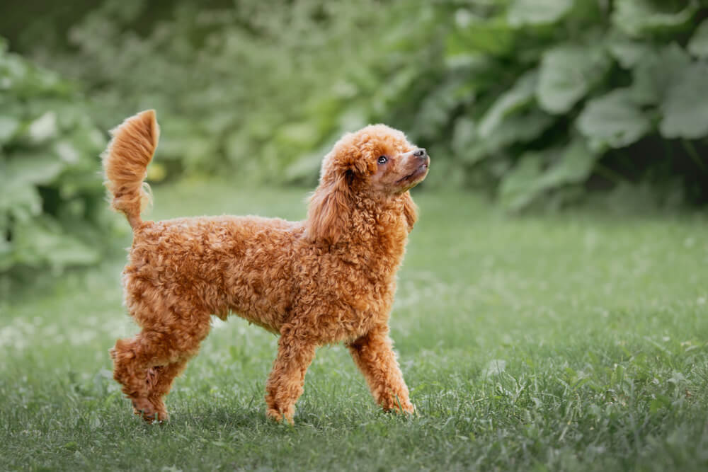 Poodle