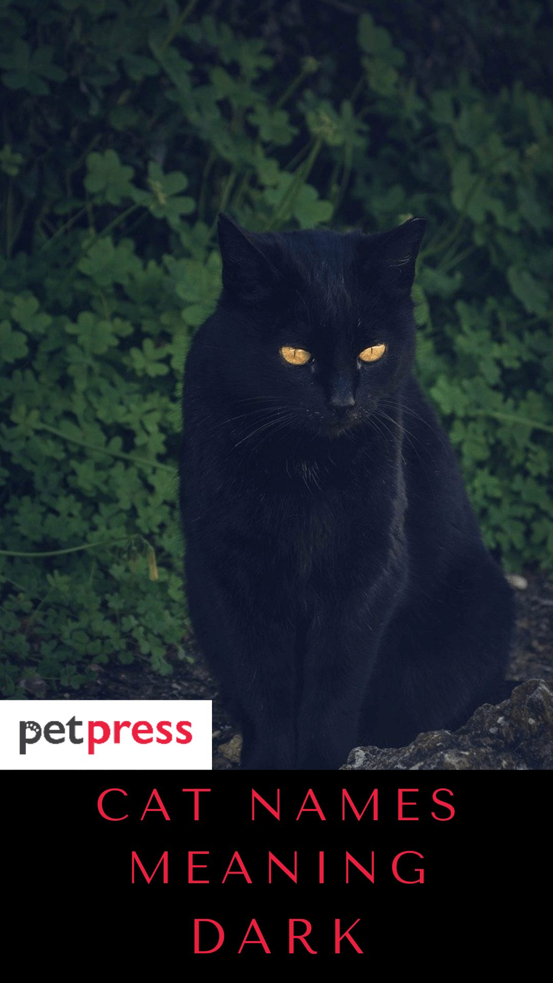cat-names-meaning-dark