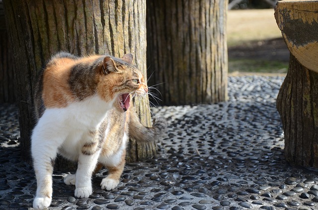 male-cat-names-meaning-fighter