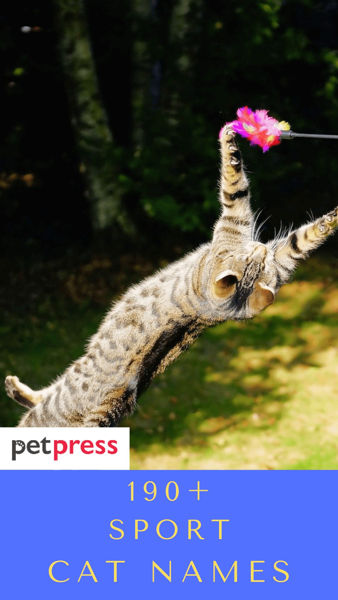 sport-cat-names