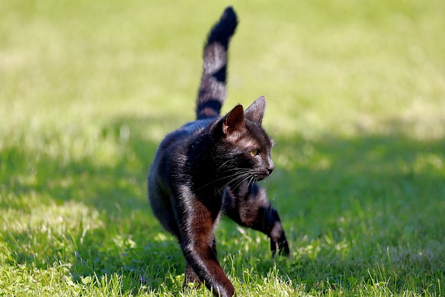 unisex-sport-cat-names