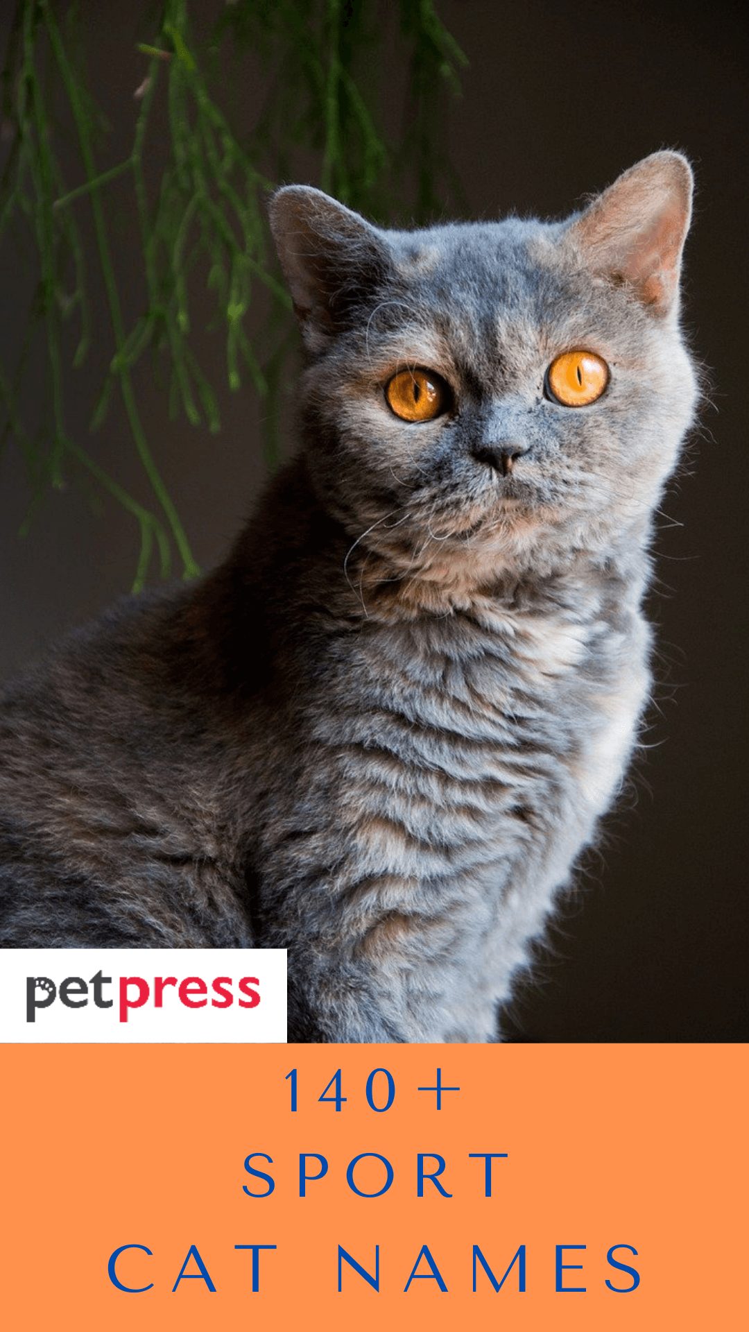 dutch-cat-names