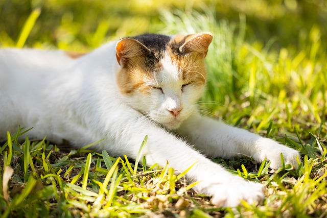 female-dutch-cat-names