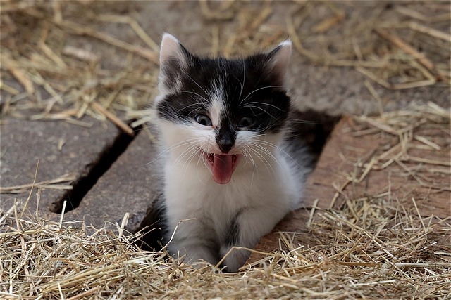 male-cat-names-meaning-small