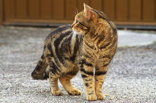 male-cat-names-ending-in-a