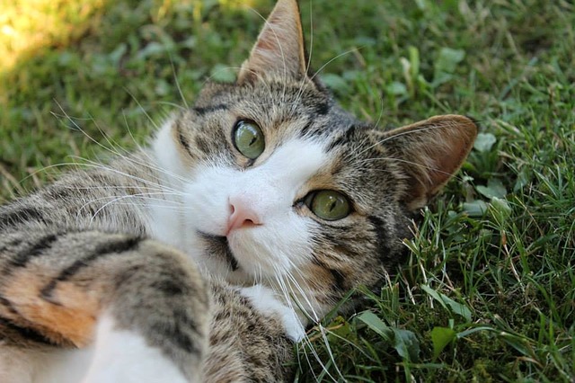 female-cat-names-ending-in-y-01
