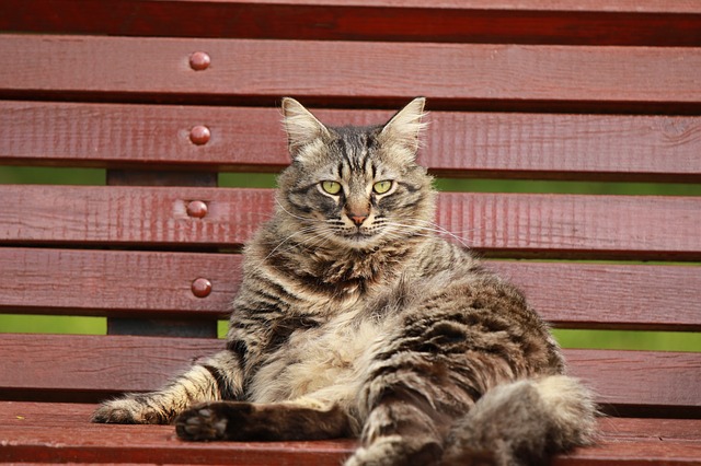 male-one-syllable-cat-names-01