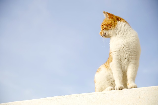 female-aviation-cat-names
