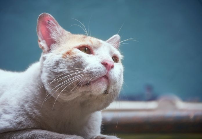 Sanskrit Male Cat Names