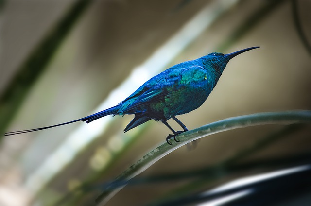 male-exotic-bird-names