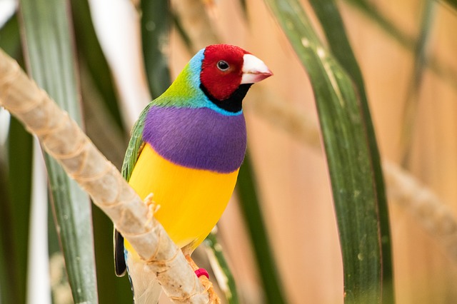 female-exotic-bird-names
