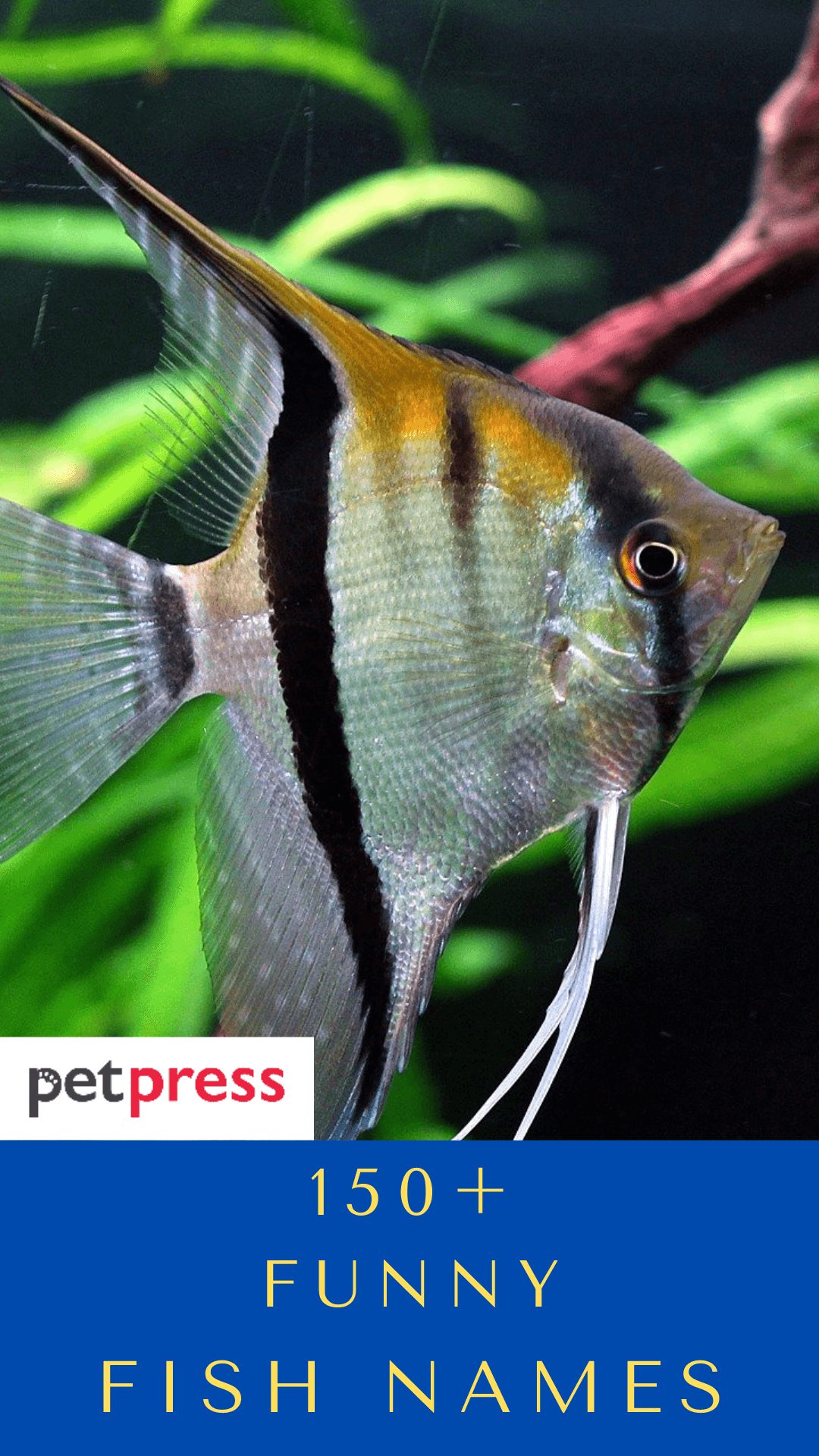 funny-fish-names