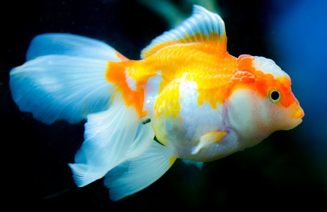 female-funny-fish-names