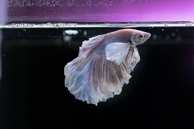 male-funny-fish-names