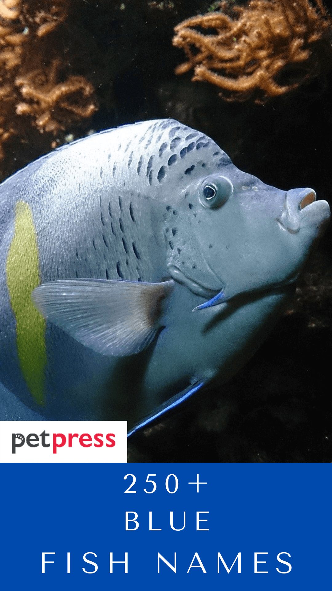 blue-fish-names