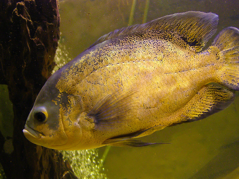 cool-oscar-fish-names