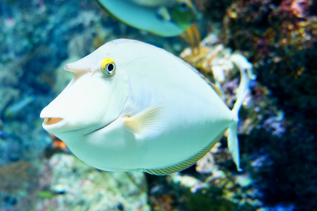female-white-fish-names