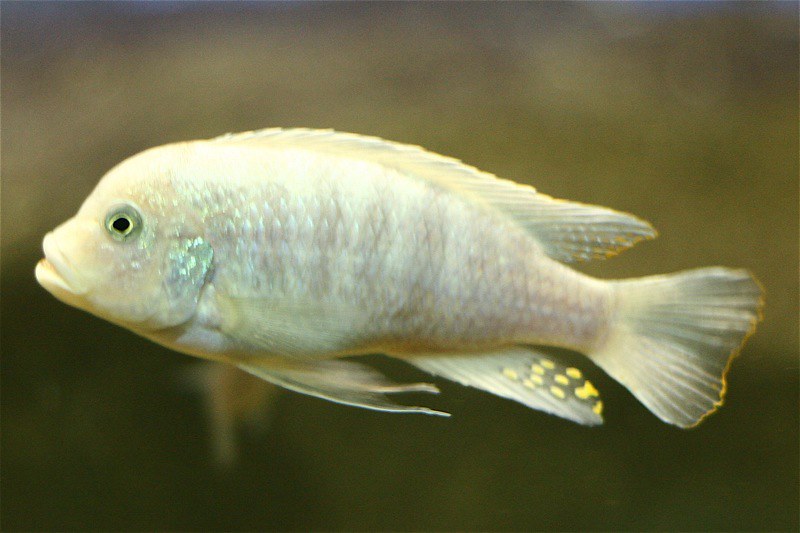 unisex-white-fish-names