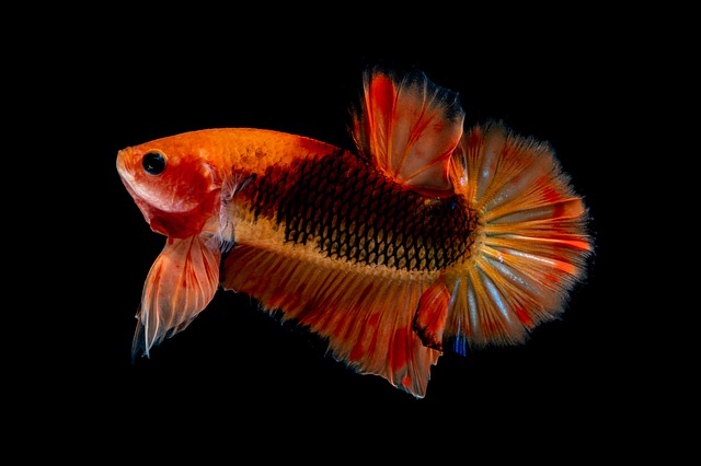 betta-orange-fish-names