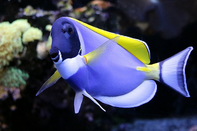 blue-yellow-fish-names