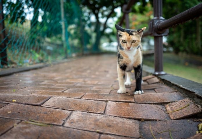 Girl Malay Cat Names