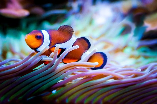 female-small-fish-names