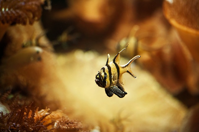 male-small-fish-names