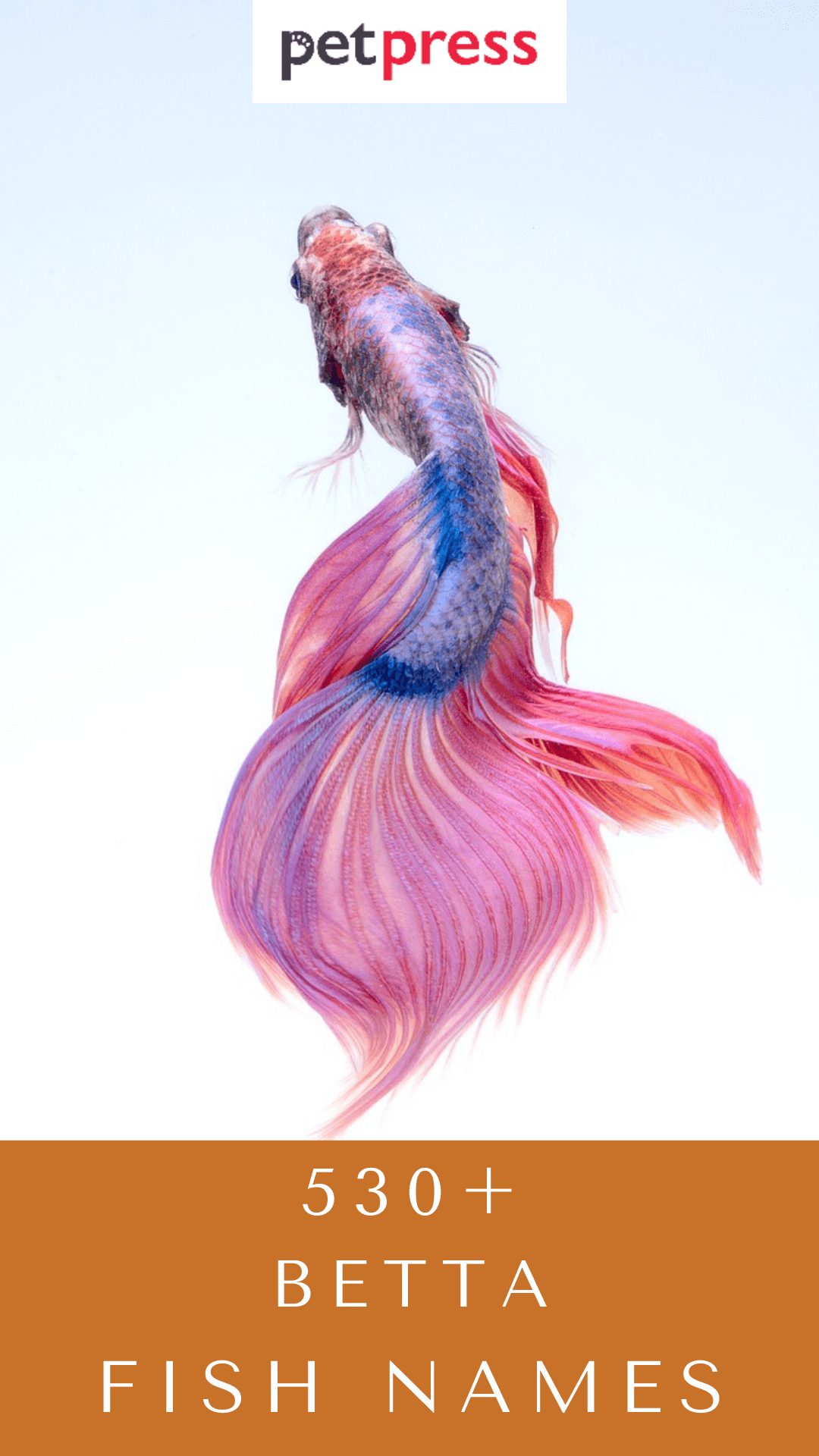 betta-fish-names
