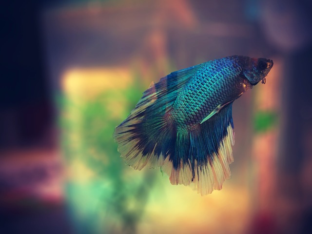 blue-betta-fish-names-01