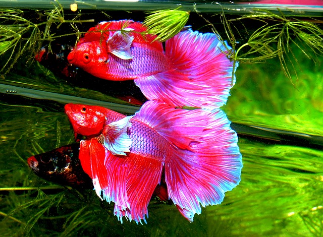 cool-betta-fish-names-01