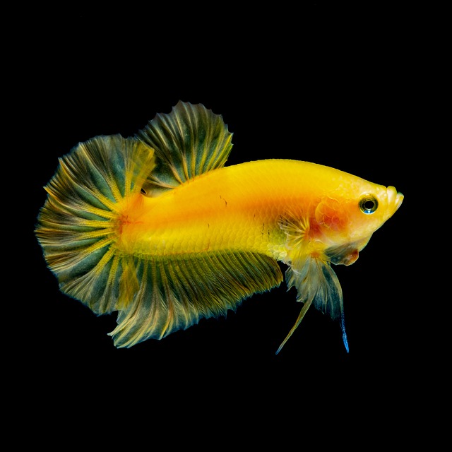 cute-betta-fish-names