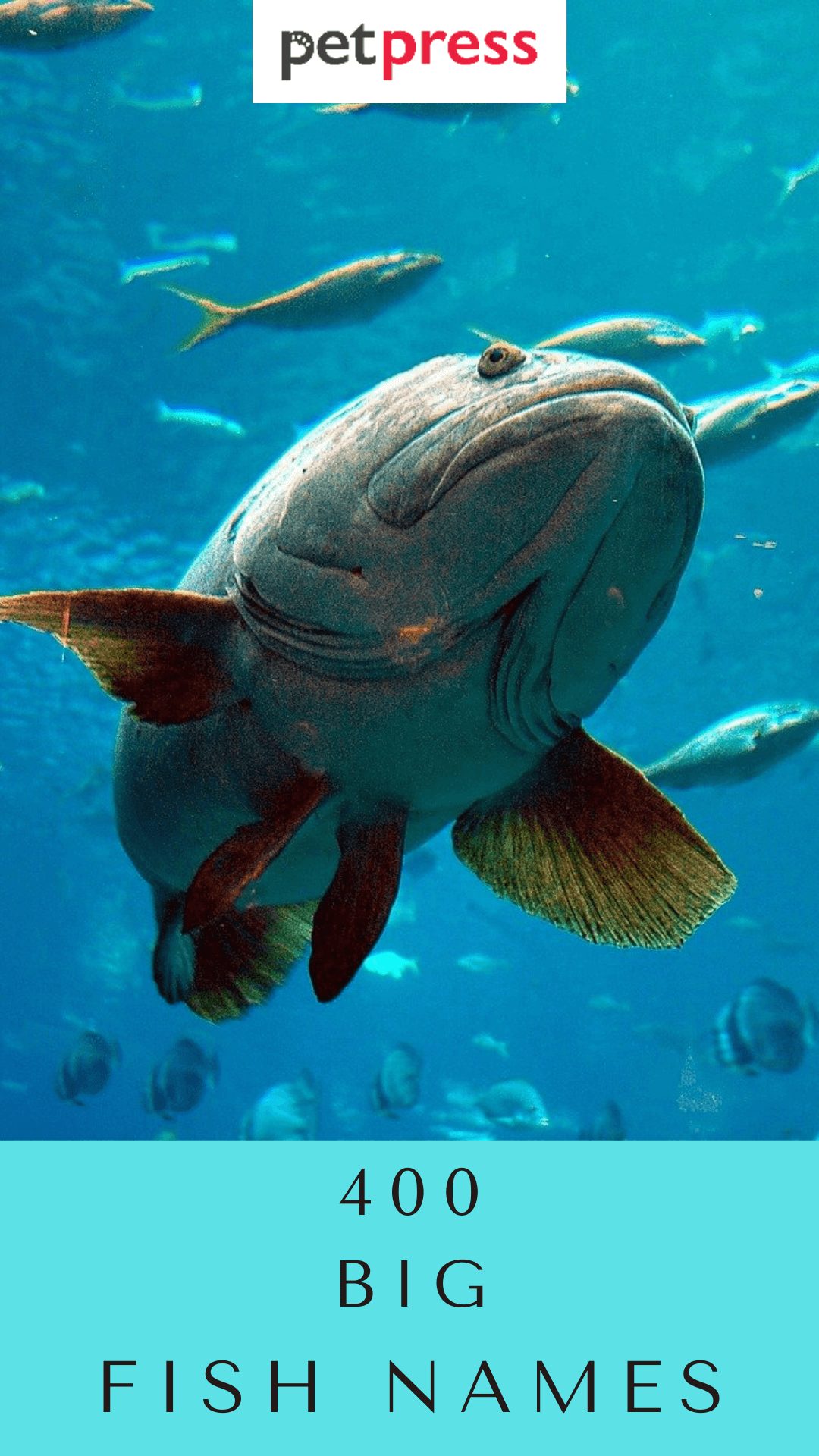 big-fish-names