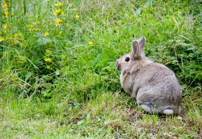 Cute Grey Rabbit Names