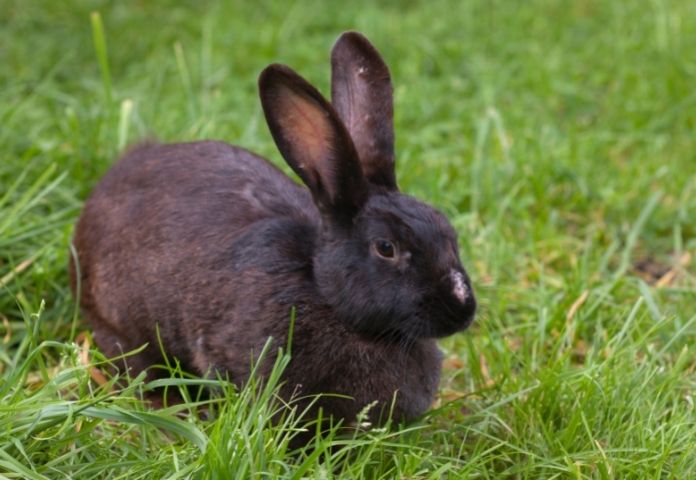 Black Rabbit Names
