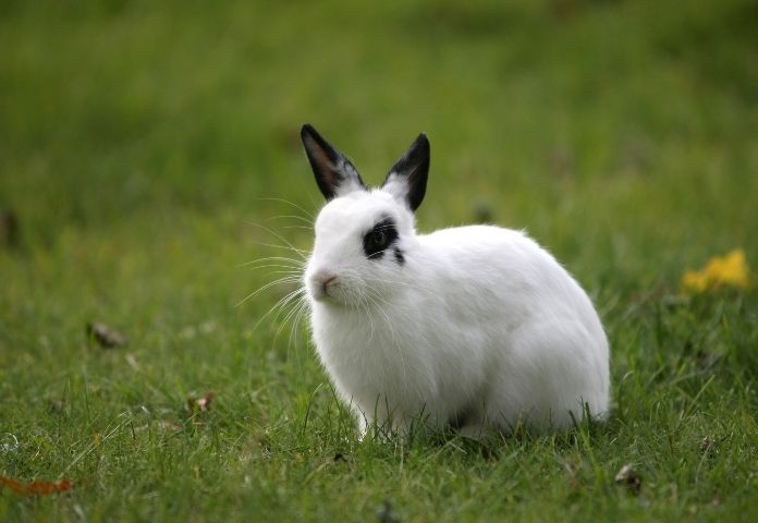 Black and White Rabbit Names