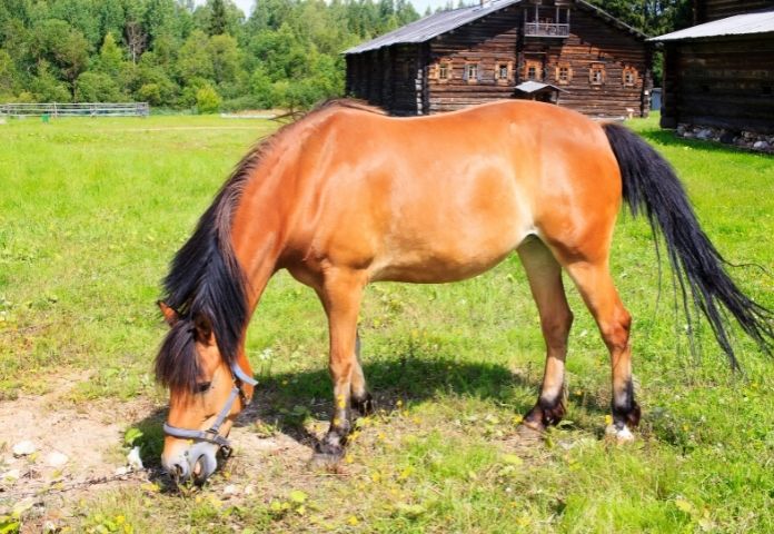 Female Buckskin Horse Names (Mares)