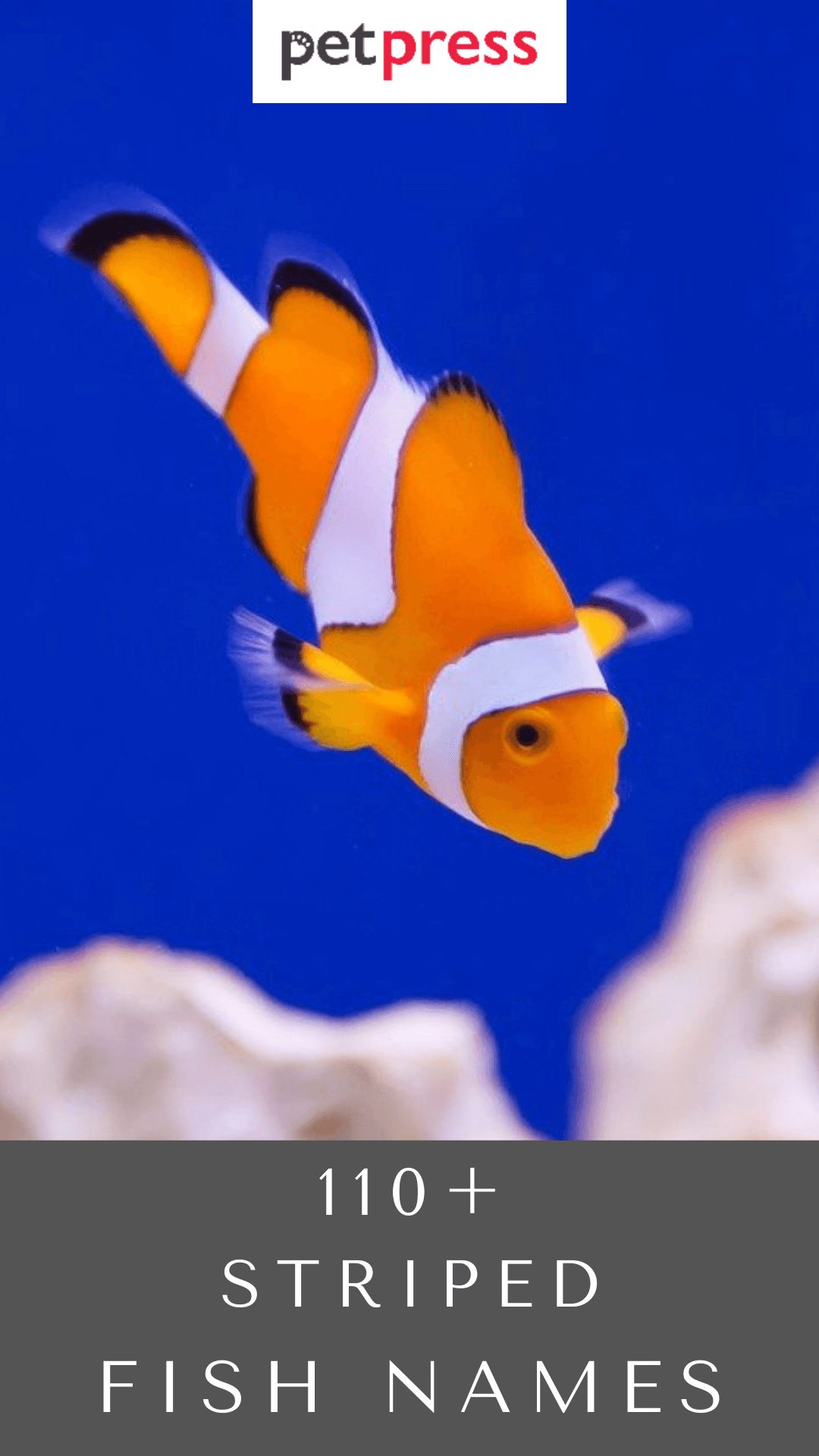 striped-fish-names