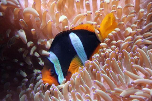 female-striped-fish-names