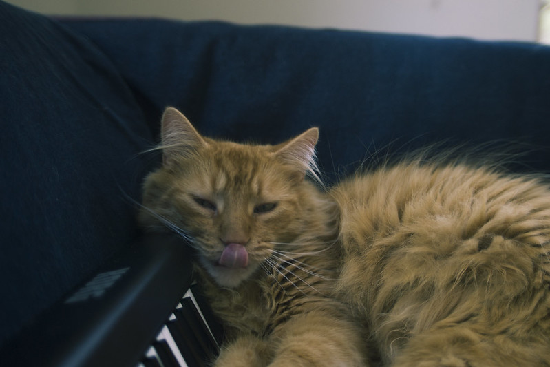 male-country-music-cat-names