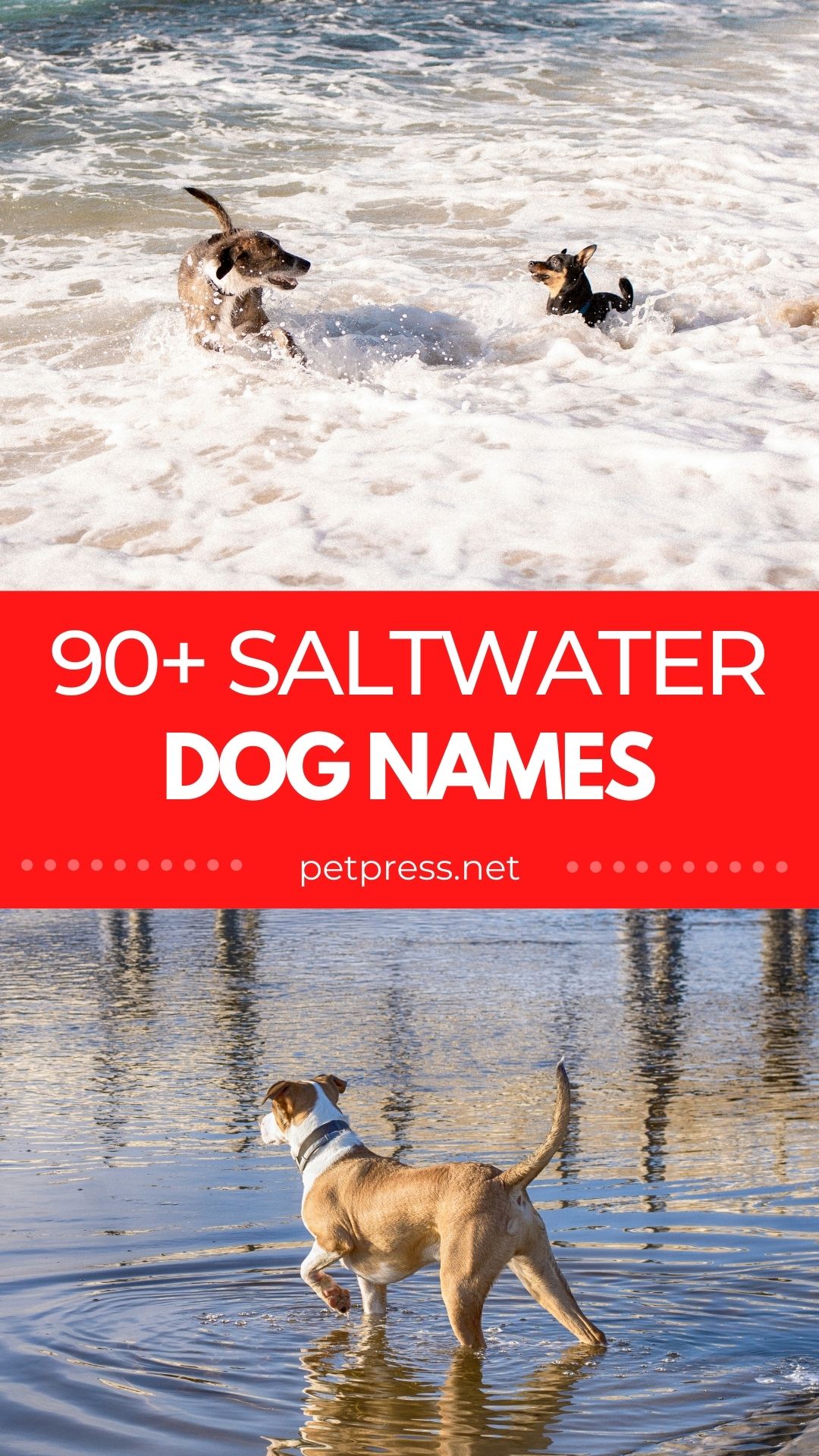 saltwater dog names