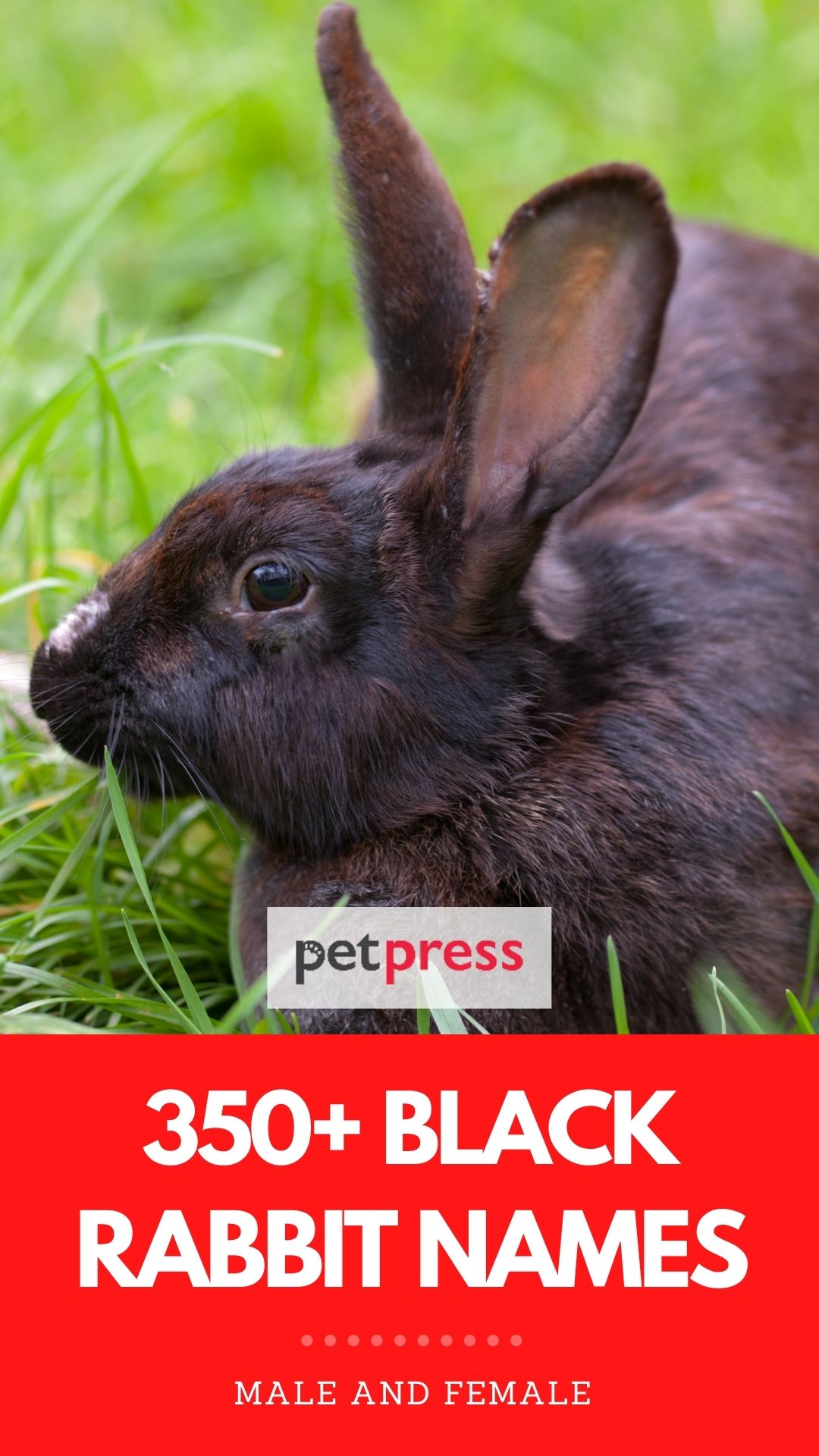 black rabbit names