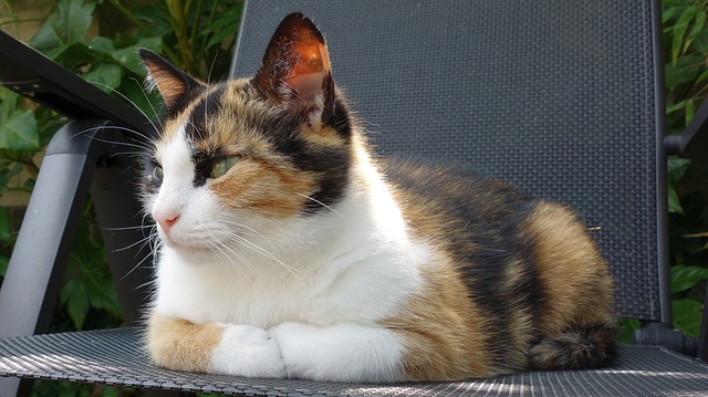 male-japanese-calico-cat-names