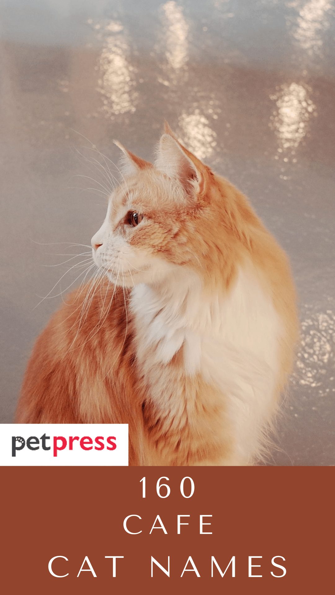 cafe-cat-names