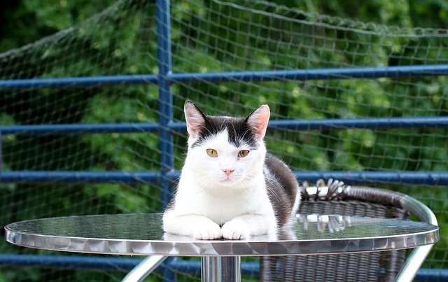 cute-cafe-cat-names