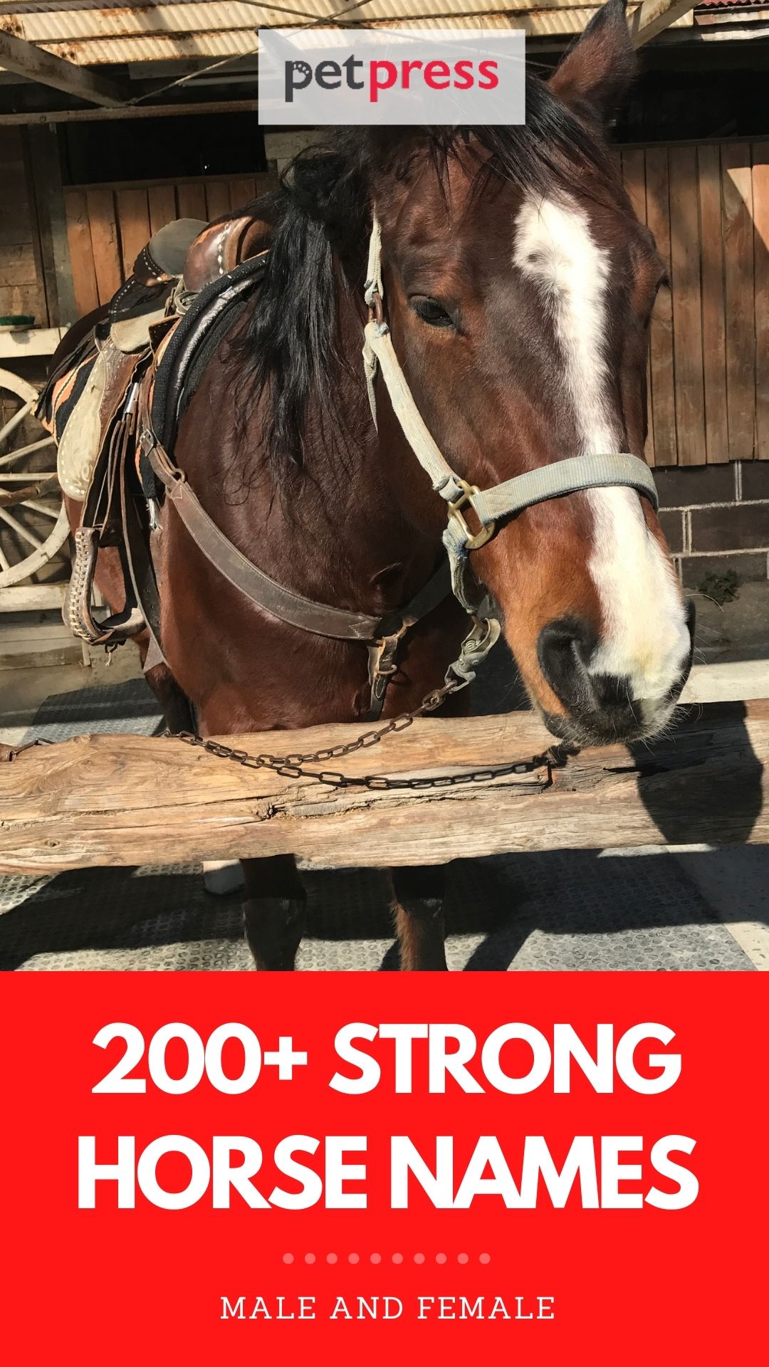 strong horse names