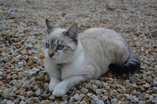 cute-princess-cat-names