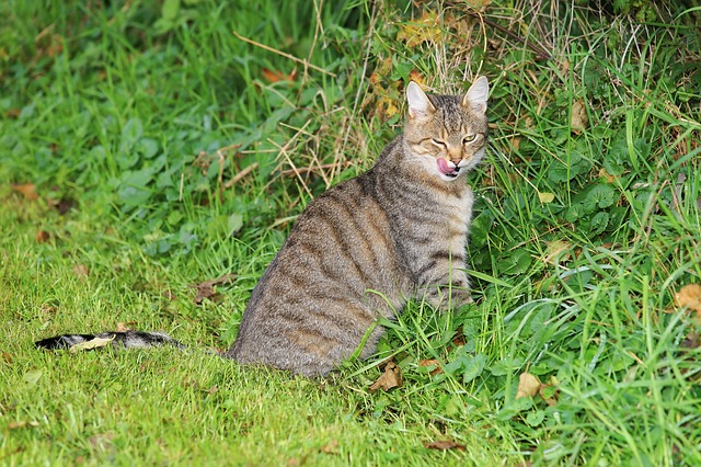 girly-princess-cat-names